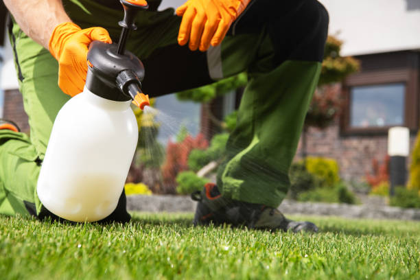 Best Local Pest Control Services  in Olympia, WA