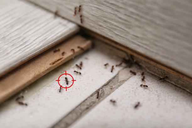 Best Insect Control  in Olympia, WA