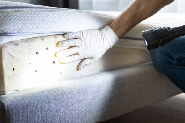 Wasp Removal Services in Olympia, WA