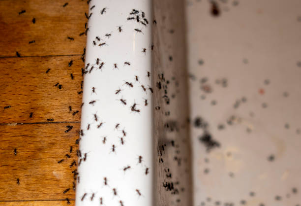 Best Best Pest Control Companies  in Olympia, WA