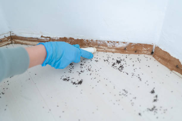 Best Wasp Removal Services  in Olympia, WA